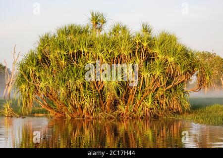 Morgenstimmung mit Pandanus Palmen, die sich im glasigen Billabong spiegeln, Gelbes Wasser, Kakadu National P Stockfoto