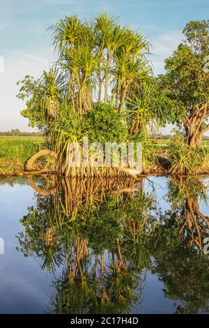Morgenstimmung mit Pandanus Palmen, die sich im glasigen Billabong spiegeln, Gelbes Wasser, Kakadu National P Stockfoto
