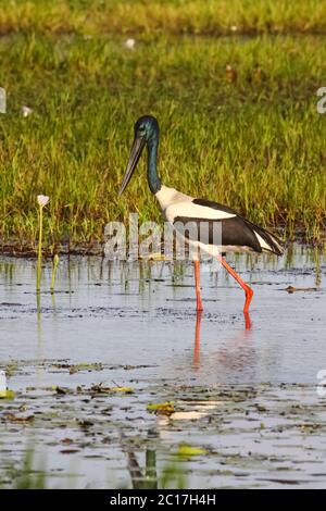 Schwarzhalsstorch oder Jabiru waten in einem Billabong auf der Suche nach Beute, Gelbes Wasser, Kakadu National Stockfoto