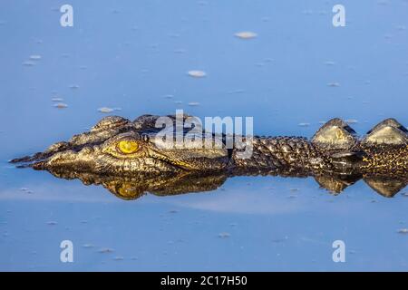 Salzwasser Krokodil schwimmend auf dem Fluss, Gelb Wasser, Kakadu National Park, Australien Stockfoto