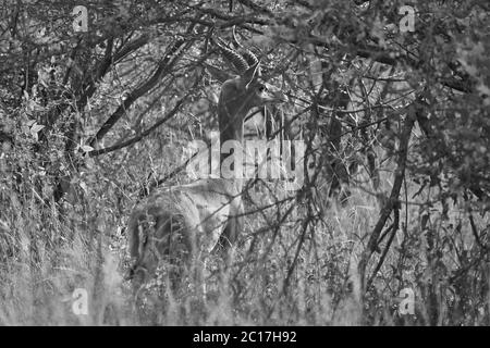 Gerenuk Litocranius walleri Giraffe Gazelle Antilope Amboseli Stockfoto