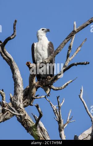 Weißer bauchige Seeadler in einem toten Baum, Gelbes Wasser, Kakadu National Park, Australien Stockfoto