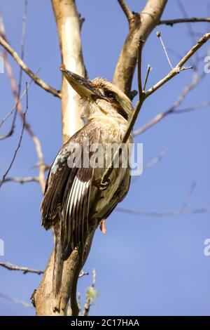 Kookaburra auf einem Ast unter blauem Himmel, Yungaburra, Atherton Tablelands, Queensland, Austral Stockfoto