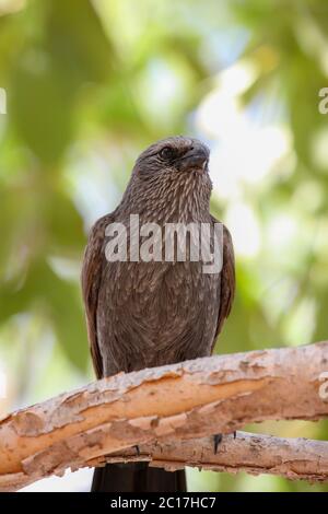 Fasan coucal Sitzen auf einem Ast mit grünem Hintergrund, Northern Territory, Australien Stockfoto