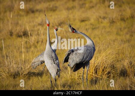 Balz Verhalten von brolgas in Karumba, Queensland, Australien Stockfoto