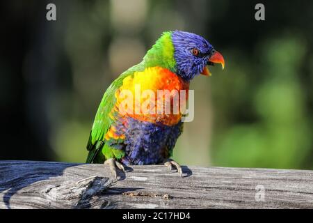 Nahaufnahme eines farbenfrohen Regenbogenlorikeets in der Wildnis von Queensland Australia Stockfoto