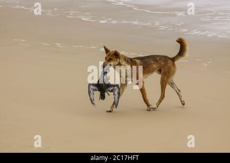 Australischer Dingo mit seiner Beute, ein Rohrkrautvogel am 75 Meile Strand, Fraser Island, Queensland, Austra Stockfoto