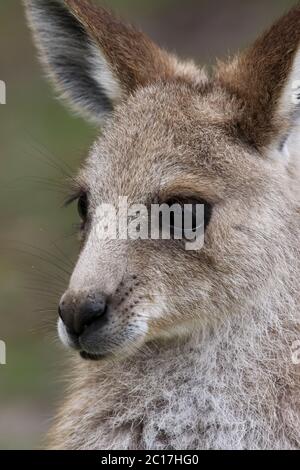 Portrait einer Eastern Grey Kangaroo, girraween National Park, Queensland, Australien Stockfoto