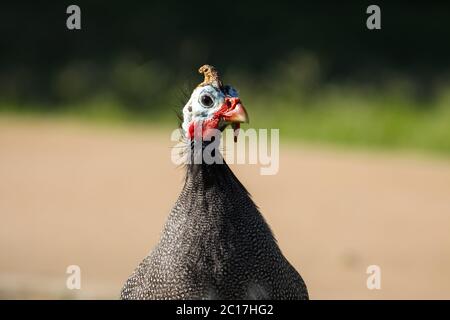 Nahaufnahme eines Helmetd Perlhühner, Queensland, Australien Stockfoto