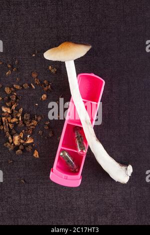 Frische und getrocknete Pilze Stockfoto