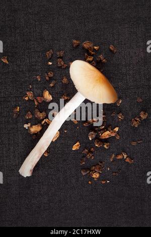 Getrocknete und frische Pilze. Stockfoto