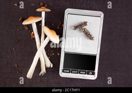 Magic Mushroom in microdose Kapseln. Stockfoto