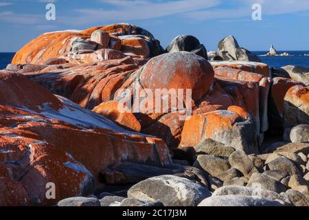 Flechten bedeckte Felsen, Bay of Fires, Tasmanien, Australien Stockfoto
