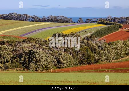 Bunte wunderschöne Blumenfelder in der Nähe von Stanley, Tasmanien Stockfoto