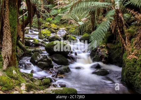 Strom fließt durch üppigen Regenwald, St Columba fällt, Tasmanien, Australien Stockfoto