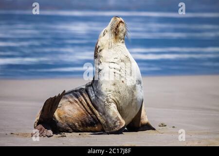 Beeindruckender australischer Seelöwe am Strand, aufrecht sitzend, Seal Bay, Kangaroo Island, South Austra Stockfoto