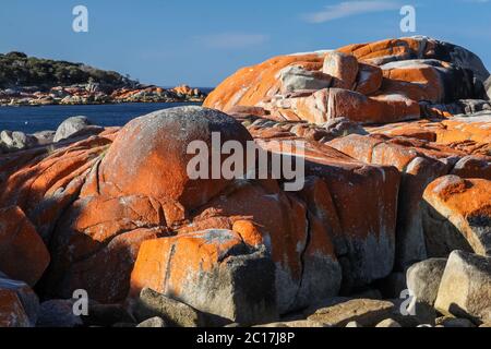 Flechten bedeckte Felsen, Bay of Fires, Tasmanien, Australien Stockfoto