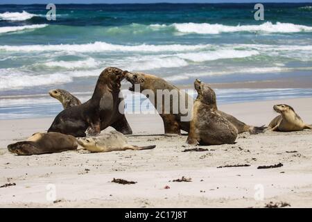 Gruppe von australischen Seelöwen spielen am Strand, Seal Bay, Kangaroo Island, South Australia Stockfoto