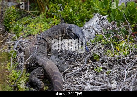 Nahaufnahme von Lace Monitor Out klemmt der Zunge, Kangaroo Island, South Australia Stockfoto