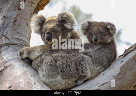 Koala Mutter mit Baby joey auf dem Rücken sitzt in einem Eukalyptusbaum, Blick, Great Otway National P Stockfoto