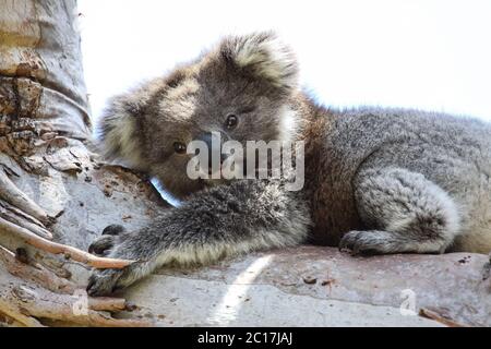 Koala ruht im Schatten auf einem Eukalyptusbaum, gegenüber dem Great Otway National Park, Victoria, Aust Stockfoto