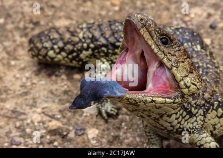 Nahaufnahme von einem Blauen genutet oder shingleback Skink zeigt seine Zunge, South Australia Stockfoto