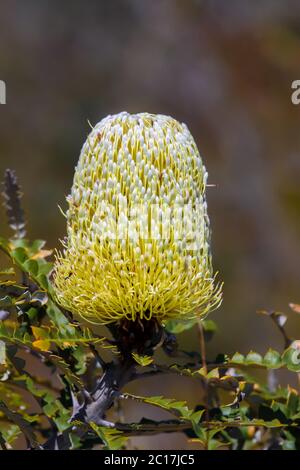 Gelbe Banksia Blume, Cape le Grand Nationalpark, Western Australia Stockfoto