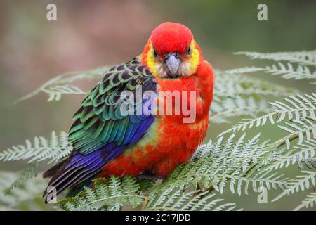 Nahaufnahme eines farbenfrohen Western rosella, der auf Blättern streichelt, Gloucester National Park, Western Austral Stockfoto