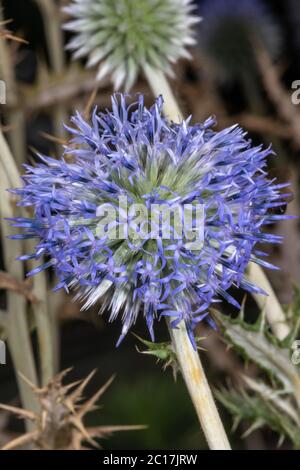 Globe Thistle (Echinops spec.) Stockfoto