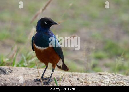 Superb Star Lamprotornis Superbus früher bekannt als Spreo Superbus Kenia Tansania Stockfoto