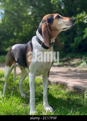 Schönes Beagle Feld im Park, Portrait Stockfoto