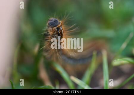 Malacosoma castrense castrensis Boden Lackey Lasiocampidae Makro Porträt Stockfoto