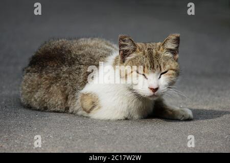 Eine heimatlose Katze Mit klammen Ohren sitzt auf der Straße im Sommer Stockfoto