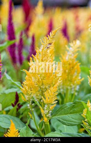 Celosia Argentea Blume Stockfoto