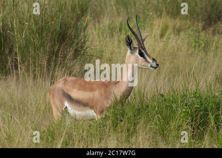 Thomson Thomsons Gazelle Eudorcas thomsonii Antelope Portrait Afrika Safari Stockfoto