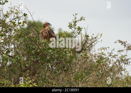 Waldadler Aquila rapax Greifvogel Stockfoto