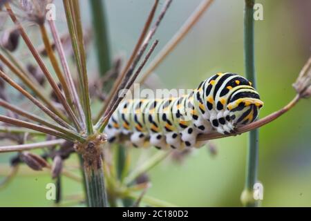 Papilio machaon Alte Welt Schwalbenschwanz Schmetterling Papilionidae gelb Caterpillar Portrait Makro Stockfoto
