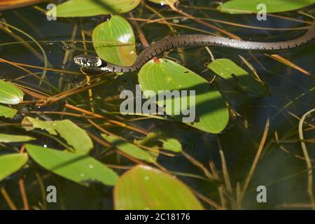 Gras Schlange im See Natrix Natrix Porträt Stockfoto