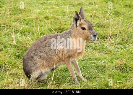 Patagonian Mara, großes Nagetier Stockfoto