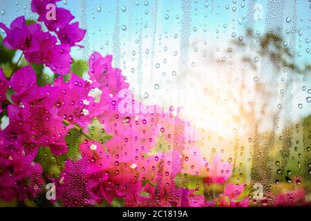 Blumen und Wassertropfen auf Glas. Stockfoto