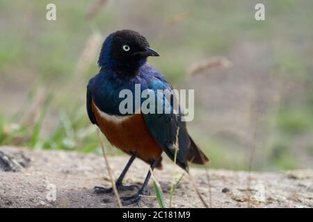 Superb Star Lamprotornis Superbus früher bekannt als Spreo Superbus Kenia Tansania Stockfoto