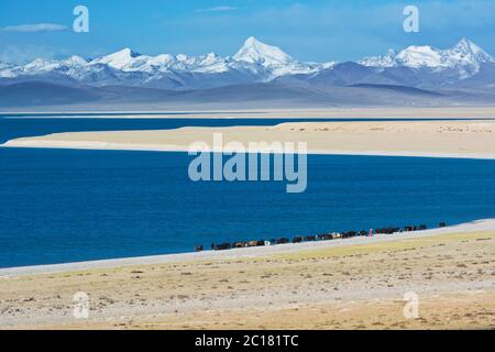 Nomaden mit Yak-Herde am Ufer des heiligen Sees Nam, Tibet Stockfoto