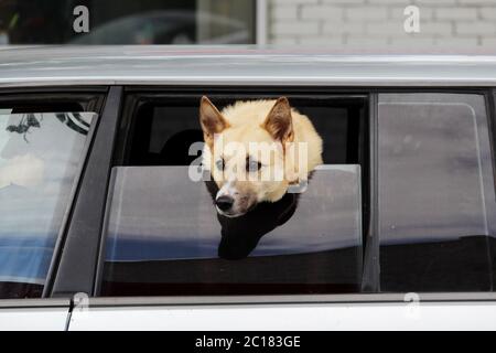 Der Hund der Laika-Rasse schaut aus dem halb geöffneten Fenster des Autos in Erwartung des Besitzers. Stockfoto