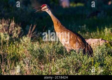 Ein Sandhill Crane (Grus canadensis) ruft in der späten Nachmittagssonne in der Timber Lakes Gegend nahe Heber City, Wasatch County, Utah, USA. Stockfoto