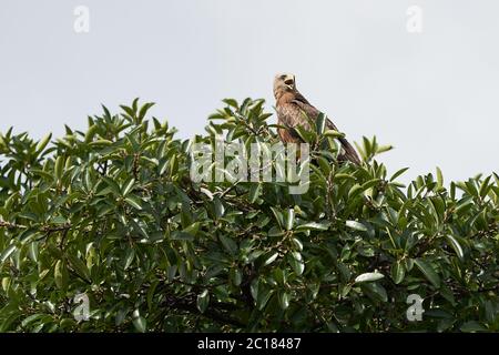 Schwarzer Drachen Portrait Milvus Milvus Ngorongoro Krater Stockfoto