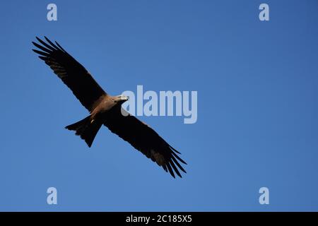 Schwarzer Drachen Portrait Milvus Milvus Ngorongoro Krater Stockfoto