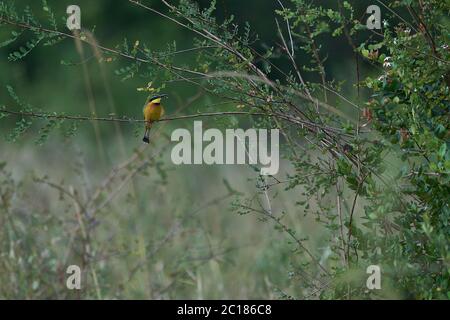 Schwalbe Schwanzbienenfresser Merops hirundineus Sperlingsvogel Meropidae Stockfoto