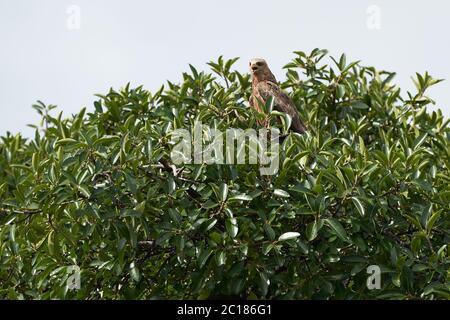 Schwarzer Drachen Portrait Milvus Milvus Ngorongoro Krater Stockfoto