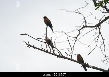 Weißer Bienenfresser Merops bullockoides Afrika Baum Stockfoto