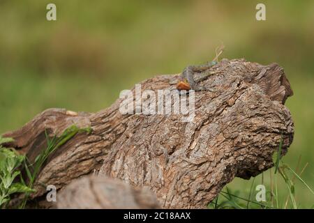 Gewöhnliche Agama rot-kopfige Rock-Agama oder Regenbogenagama eine Echsenfamilie Agamidae weiblich Amboseli Kenia Stockfoto